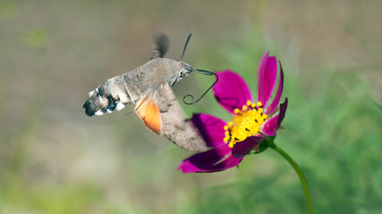 butterfly on flower