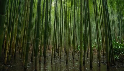 Fototapeta premium Bamboo grove in a batany park, green bamboo. Bamboo forest 305