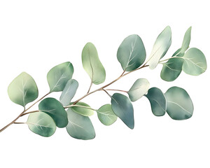 Elegant green watercolor floral banner with eucalyptus leaves, Transparent PNG