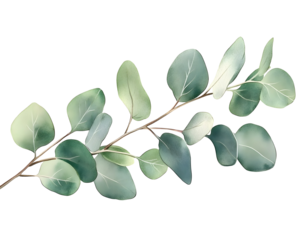 Elegant green watercolor floral banner with eucalyptus leaves, Transparent PNG