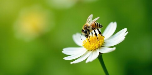 Obraz premium A bee landing on a delicate white flower to collect pollen, macro photography, plant