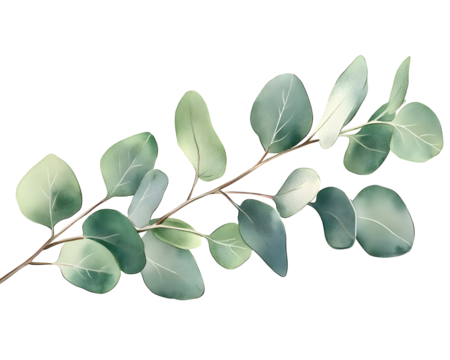 Elegant green watercolor floral banner with eucalyptus leaves, Transparent PNG