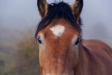 Obraz premium Portrait of a beautiful horse close-up. The horse grazes in the pasture on an early autumn foggy morning. The horse's beautiful look into the lens
