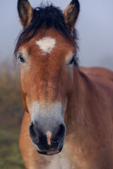 Obraz premium Portrait of a beautiful horse close-up. The horse grazes in the pasture on an early autumn foggy morning. The horse's beautiful look into the lens