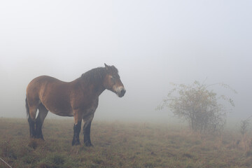 Horses graze in a field in thick fog on a hillside. Pasture in the early morning, silhouettes of...