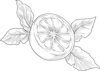 Lemon fruit hand drawn sketch illustration