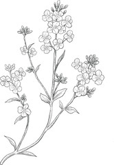 Kanuka flower botanical sketch illustration