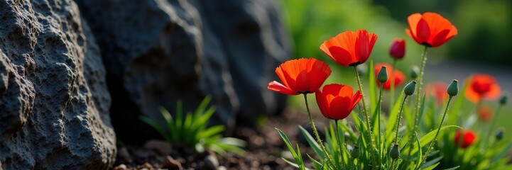 Obraz premium A bundle of fresh poppies is placed at the base of a weathered black rock outcropping, garden feature, poppy bunch