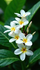 Fototapeta premium beautiful white plumeria flowers arranged in a loose bouquet on a lush green foliage background, fresh flowers, tropical flowers