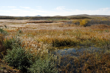 Aquatic grassland in Inner Mongolia, China