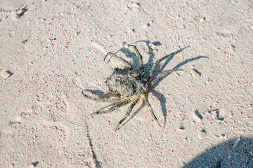 Thorn crab in the Taka Makassar Island