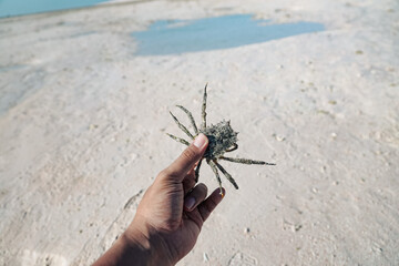 hand holding a thorn crab 