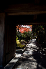 Obraz premium 鎌倉2412 報国寺21 紅葉