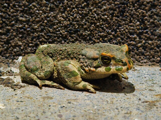 green frog close-up