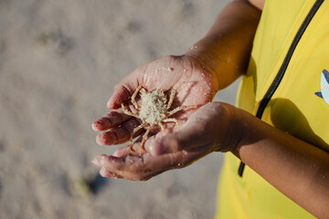 White thorn crab in the hand