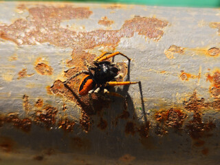 black and orange spider