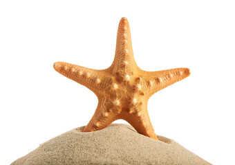starfish isolated on transparent or white background