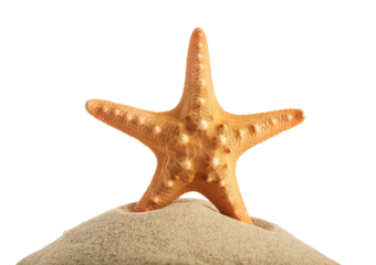 starfish isolated on transparent or white background