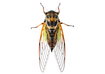 cicada isolated on transparent or white background