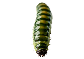 larva isolated on transparent or white background