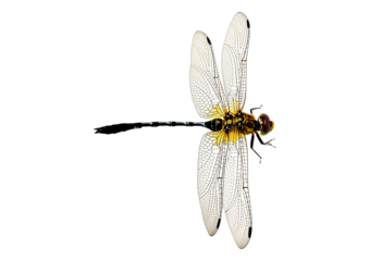 Dragonfly isolated on transparent or white background