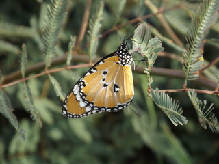 Fototapeta premium There are many beautiful insects that can be found on the flowers in the backyard.