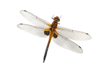 Dragonfly isolated on transparent or white background