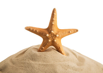 starfish isolated on transparent or white background