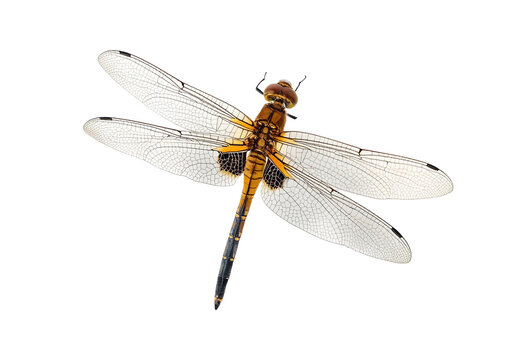 Dragonfly isolated on transparent or white background