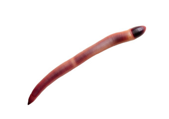 Naklejka premium earthworm isolated on transparent or white background