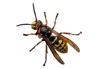 hornet isolated on transparent or white background