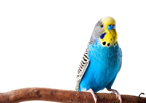 Budgerigar isolated on transparent and white background.