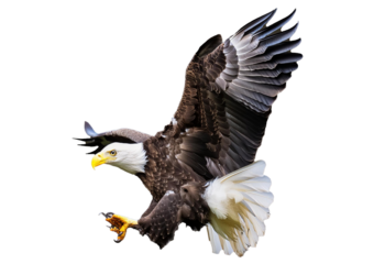 Bald eagle (Haliaeetus leucocephalus) , flying in motion and in landing position isolated on transparent and white background