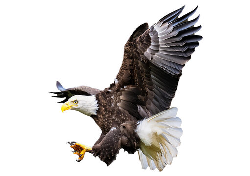 Bald eagle (Haliaeetus leucocephalus) , flying in motion and in landing position isolated on transparent and white background - Powered by Adobe
