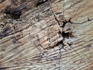 Beautiful nature, meadows, streams, cute wildlife.