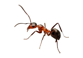 Ant isolated on transparent or white background