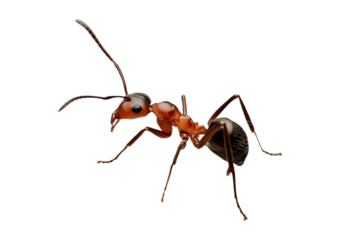 Ant isolated on transparent or white background