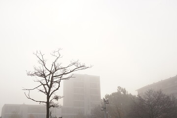 fog in the city