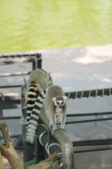 lemur catta walking on the railing
