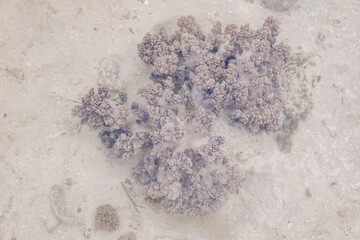 Coral on the sand 