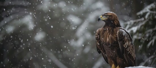 Eagle attacks predator in the forest