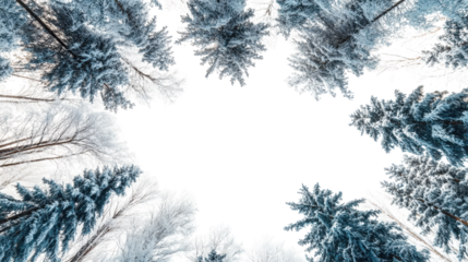 a low angle view of a snow-covered forest. looking up at the sky through the trees the branches of the trees are covered in snow and ice. creating a beautiful winter scene