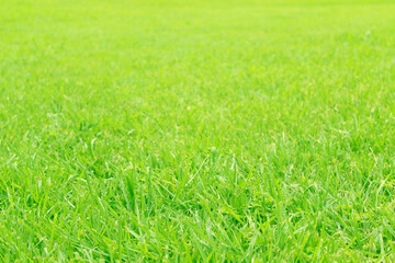 公園の芝生 背景素材 グリーン リラックス