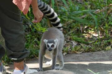 lemur catta walking in the park