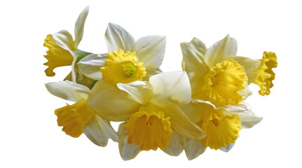 Daffodil blooms isolated on PNG transparent format
