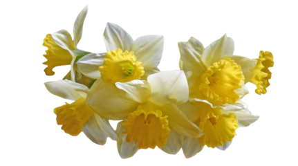 Daffodil blooms isolated on PNG transparent format
