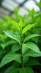 Ashwagandha leaves or stems in a botanical garden or greenhouse, plant, stem