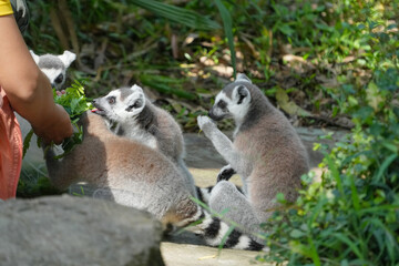 lemur catta eatting green leave
