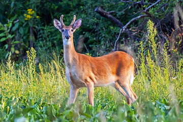 white-tail deer