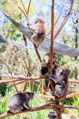 一本の木に連なるコアラたち